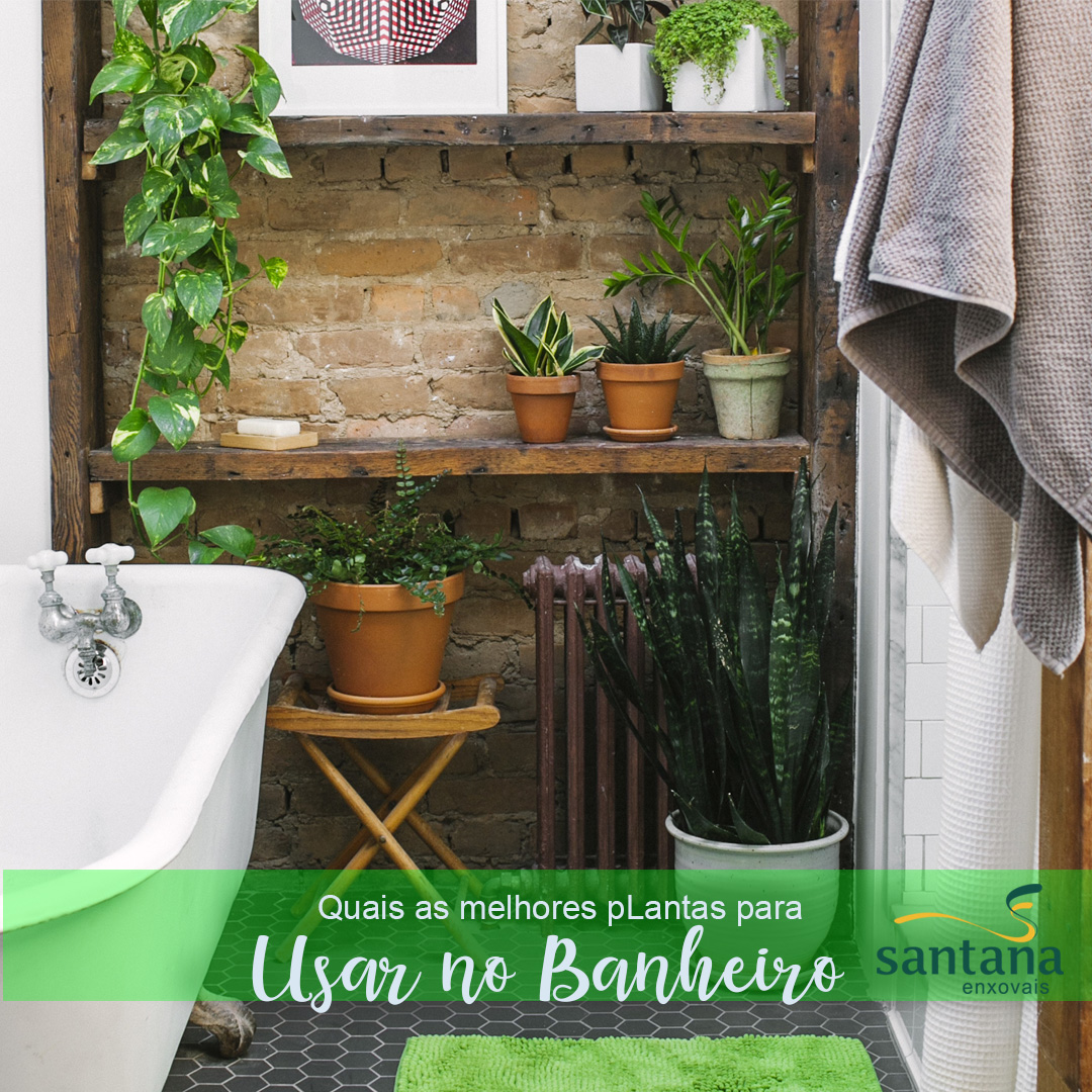 suculentas para banheiro (com ressalvas de luz)