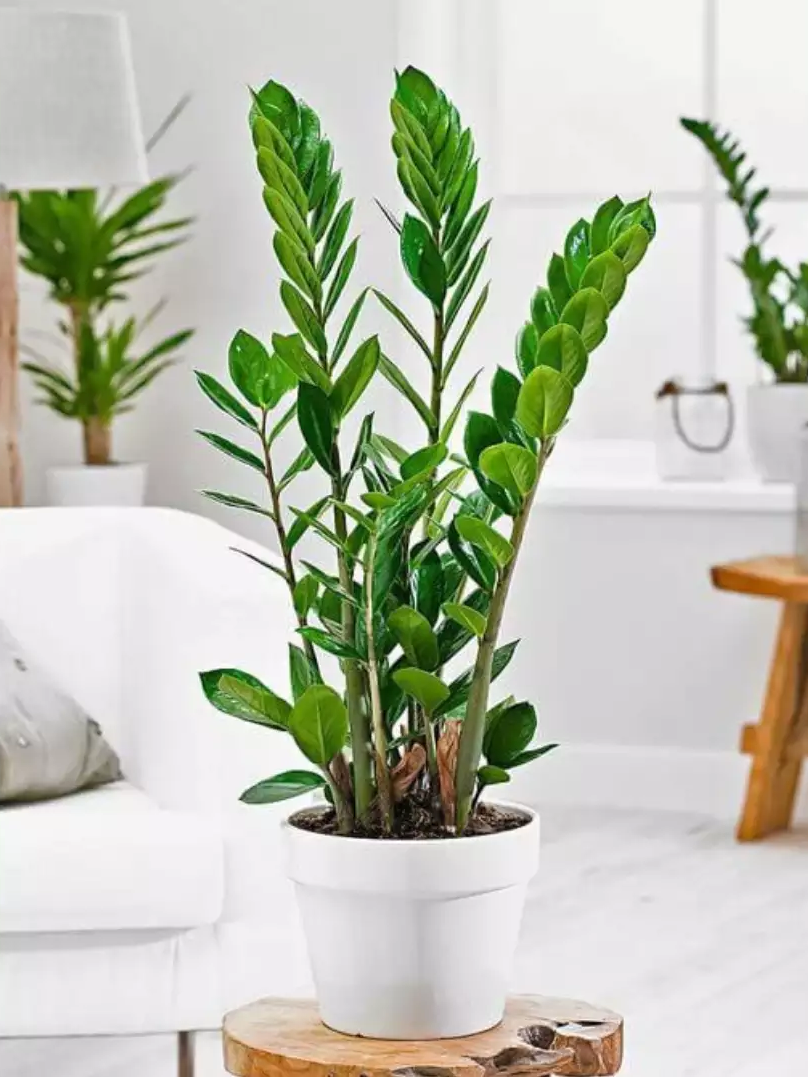 plantas para banheiro com pouca luz