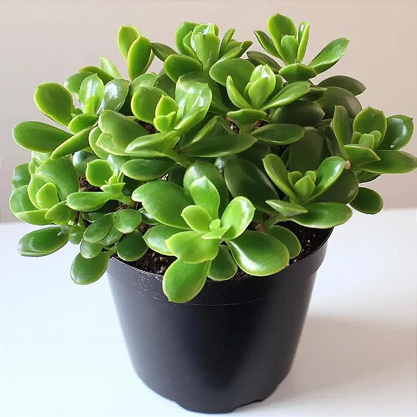 Crassula ovata minor 