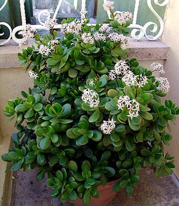 Crassula ovata Jade Tricolor