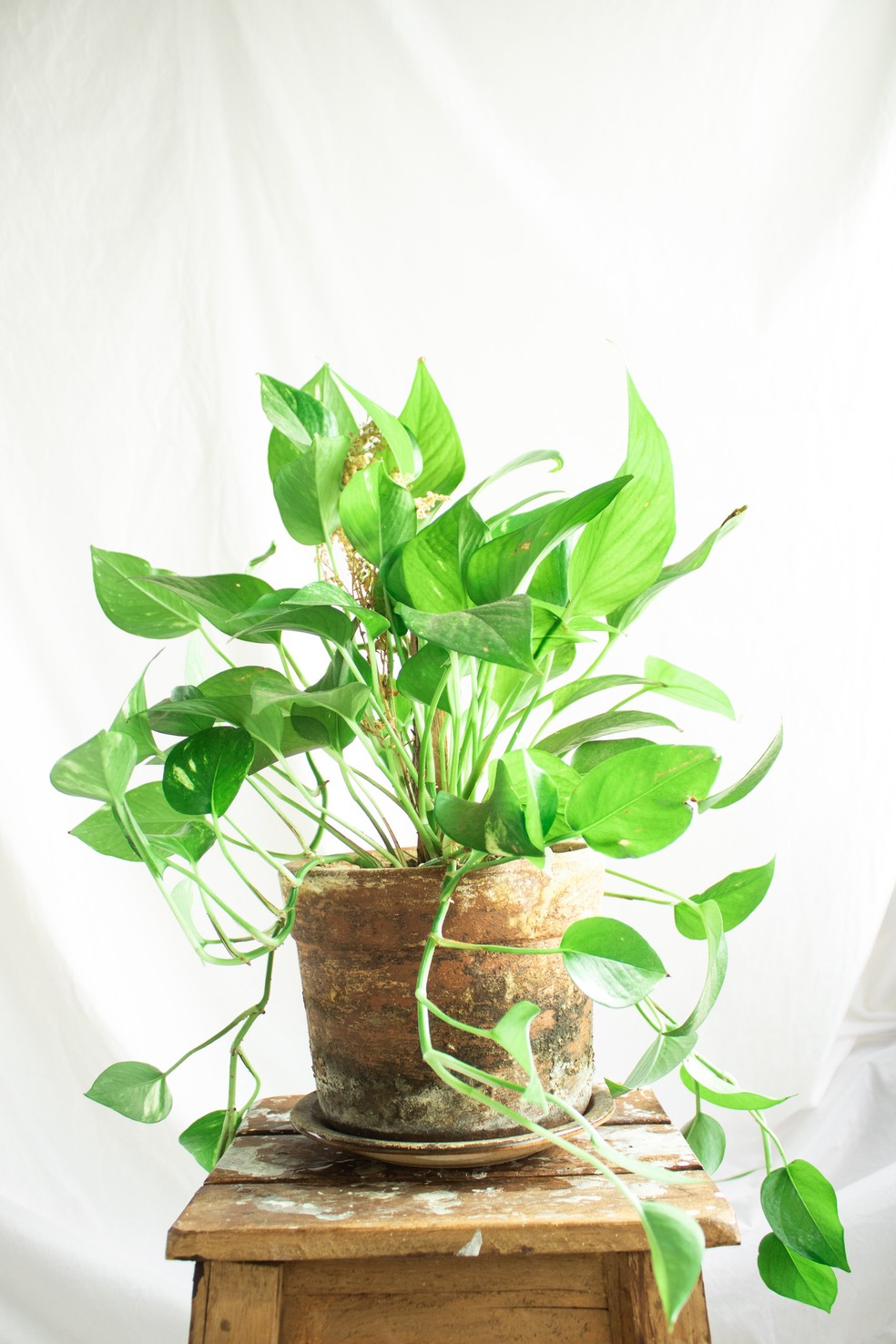 planta jiboia purifica o ar