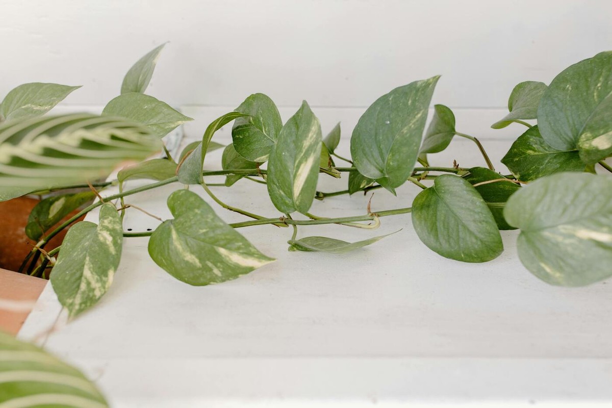 A jiboia é venenosa?