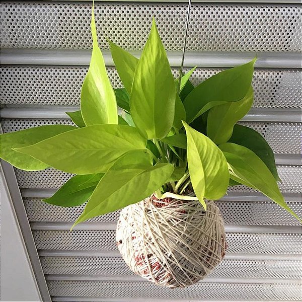 Jiboia Neon com Cachepot