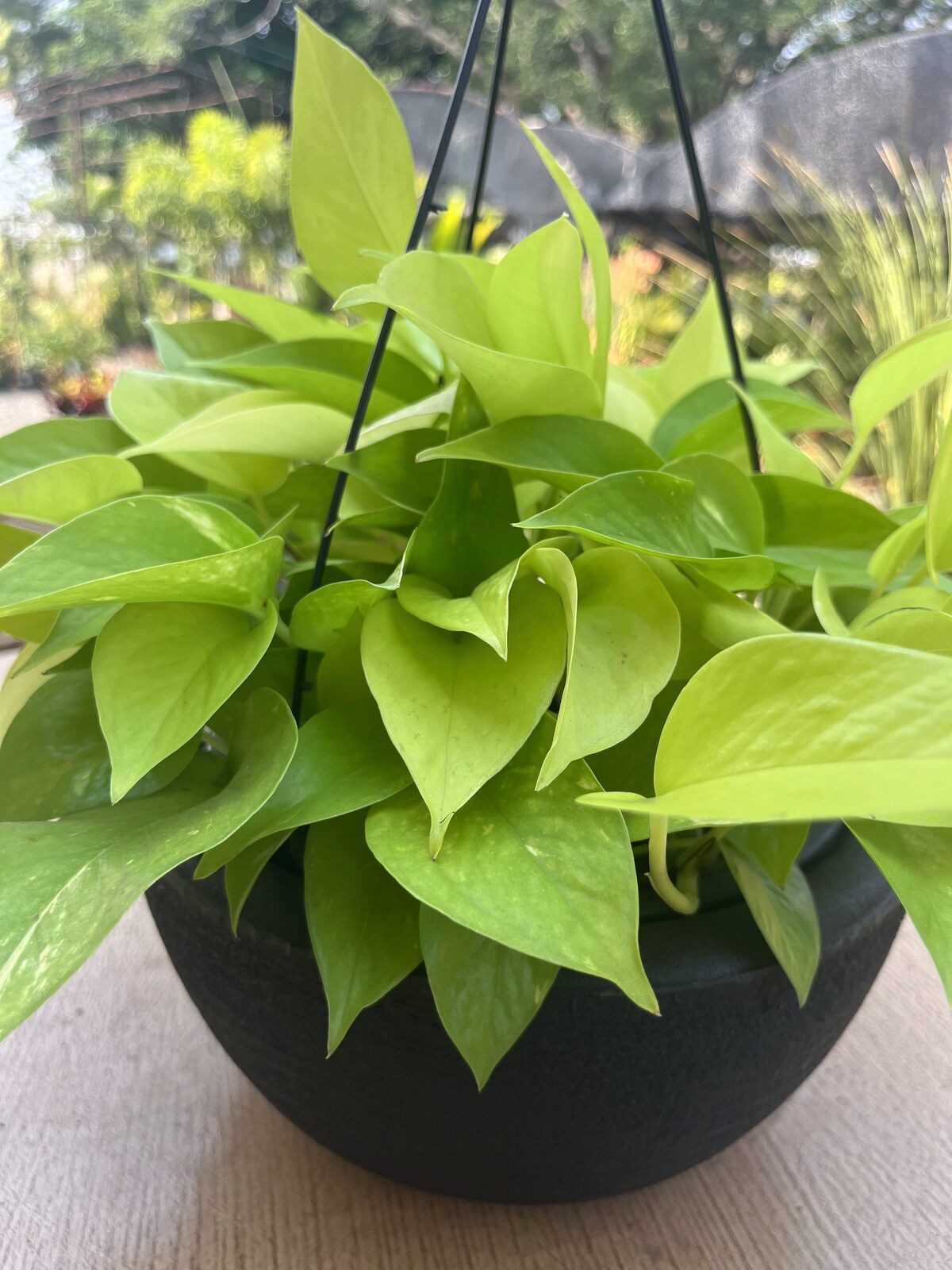 Jiboia Neon na Água com Bolinhas de Hidrogel