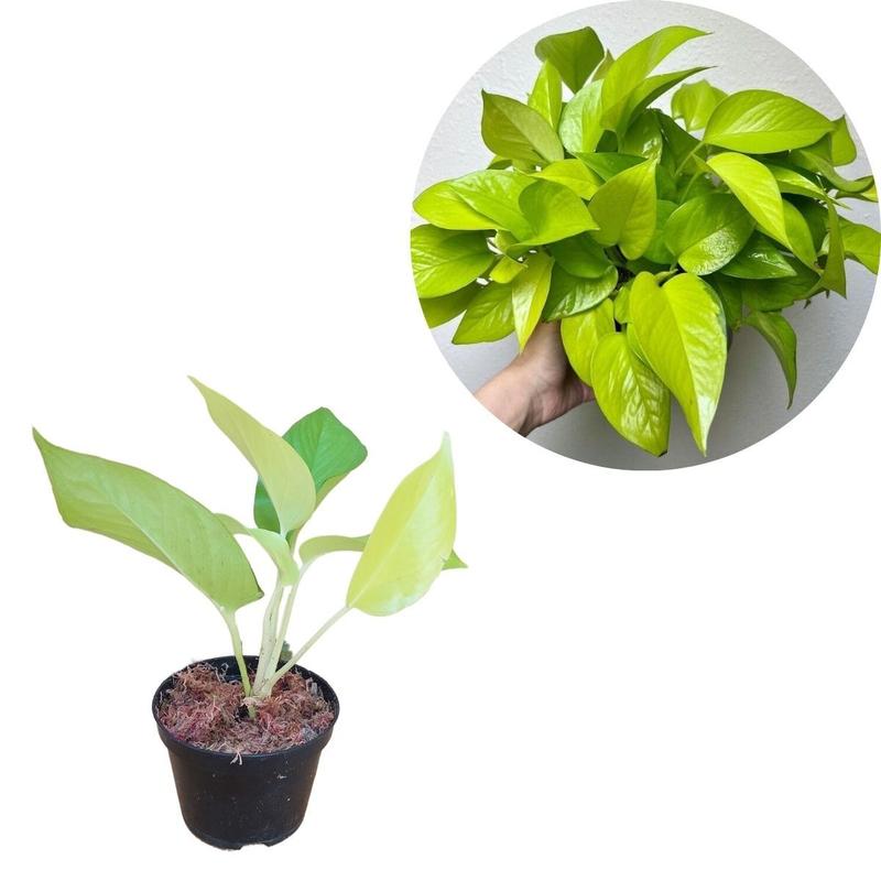 Jiboia Neon Pequena