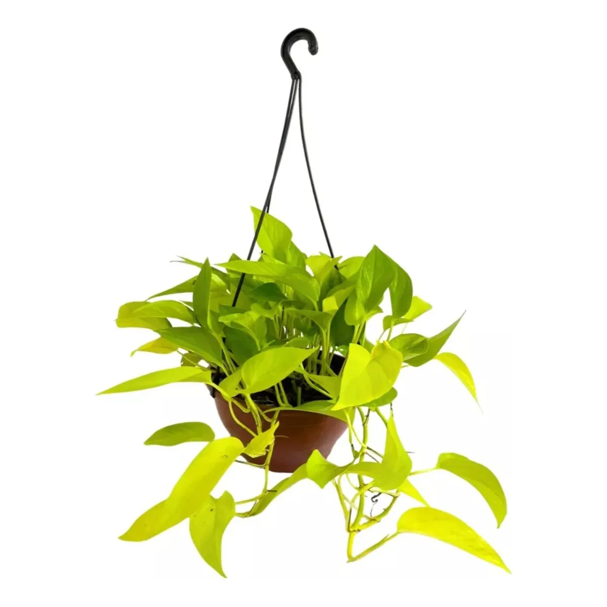 Jiboia Neon na Água com Bolinhas de Hidrogel