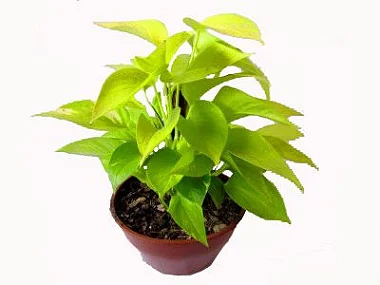 Jiboia Neon Pendente