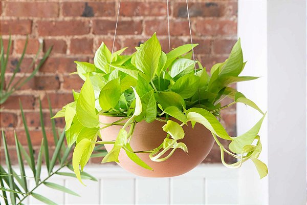Jiboia Neon com Cachepot