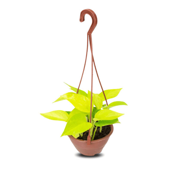 Jiboia Neon na Água com Bolinhas de Hidrogel