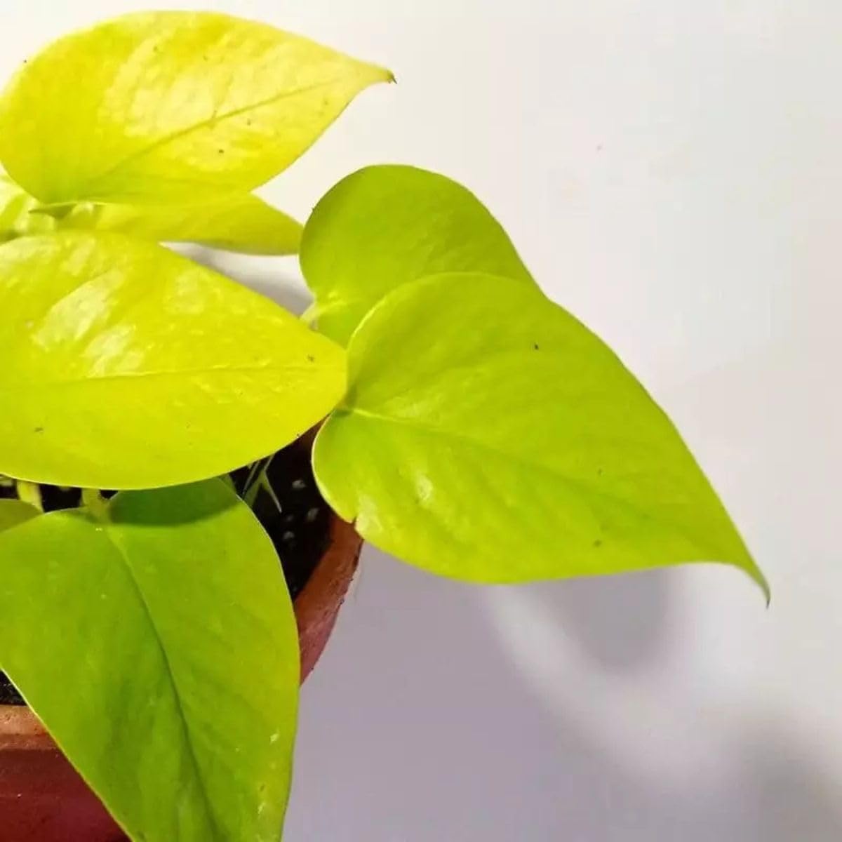 Jiboia Neon Pendente
