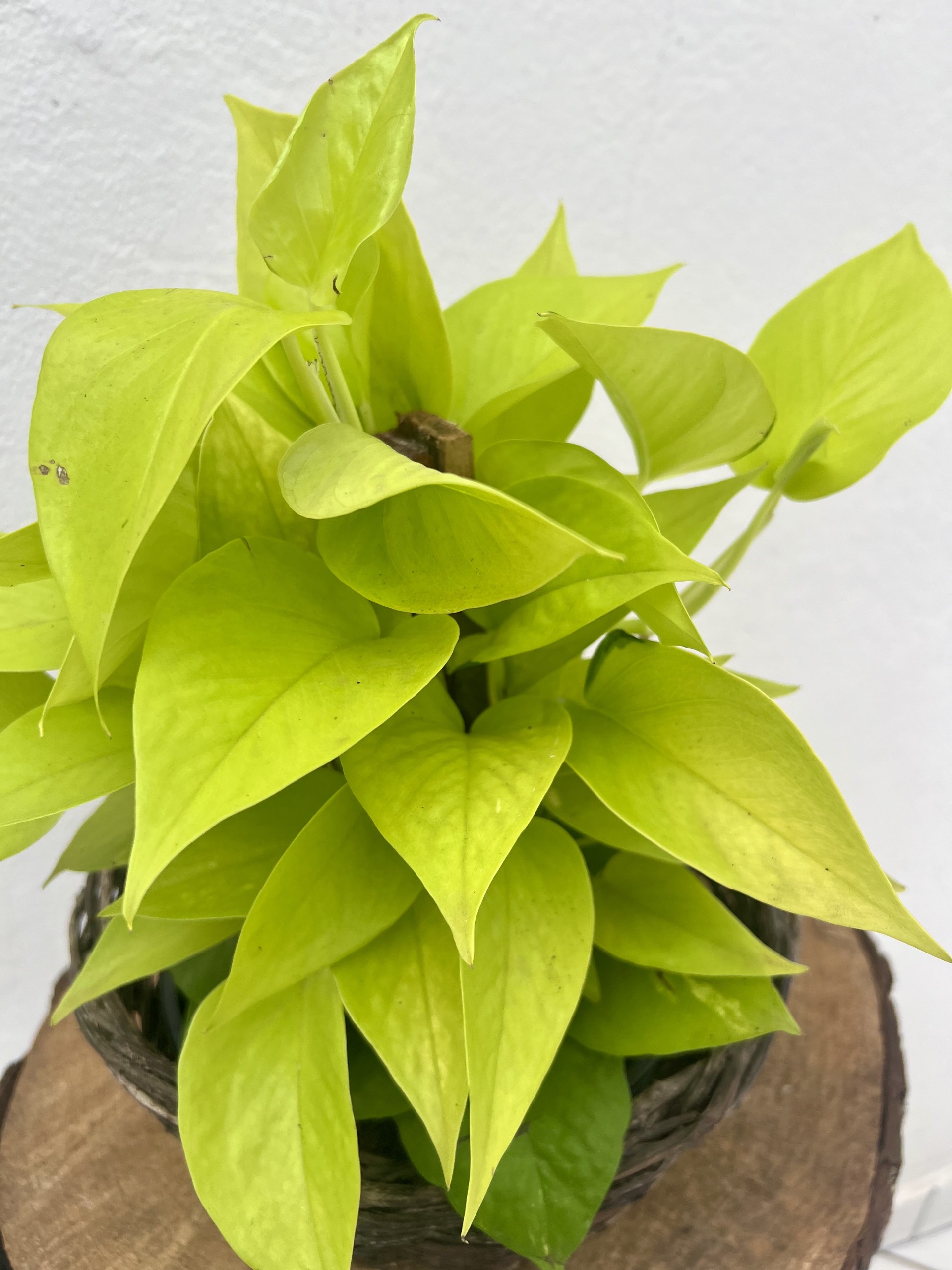 Jiboia Neon Pequena