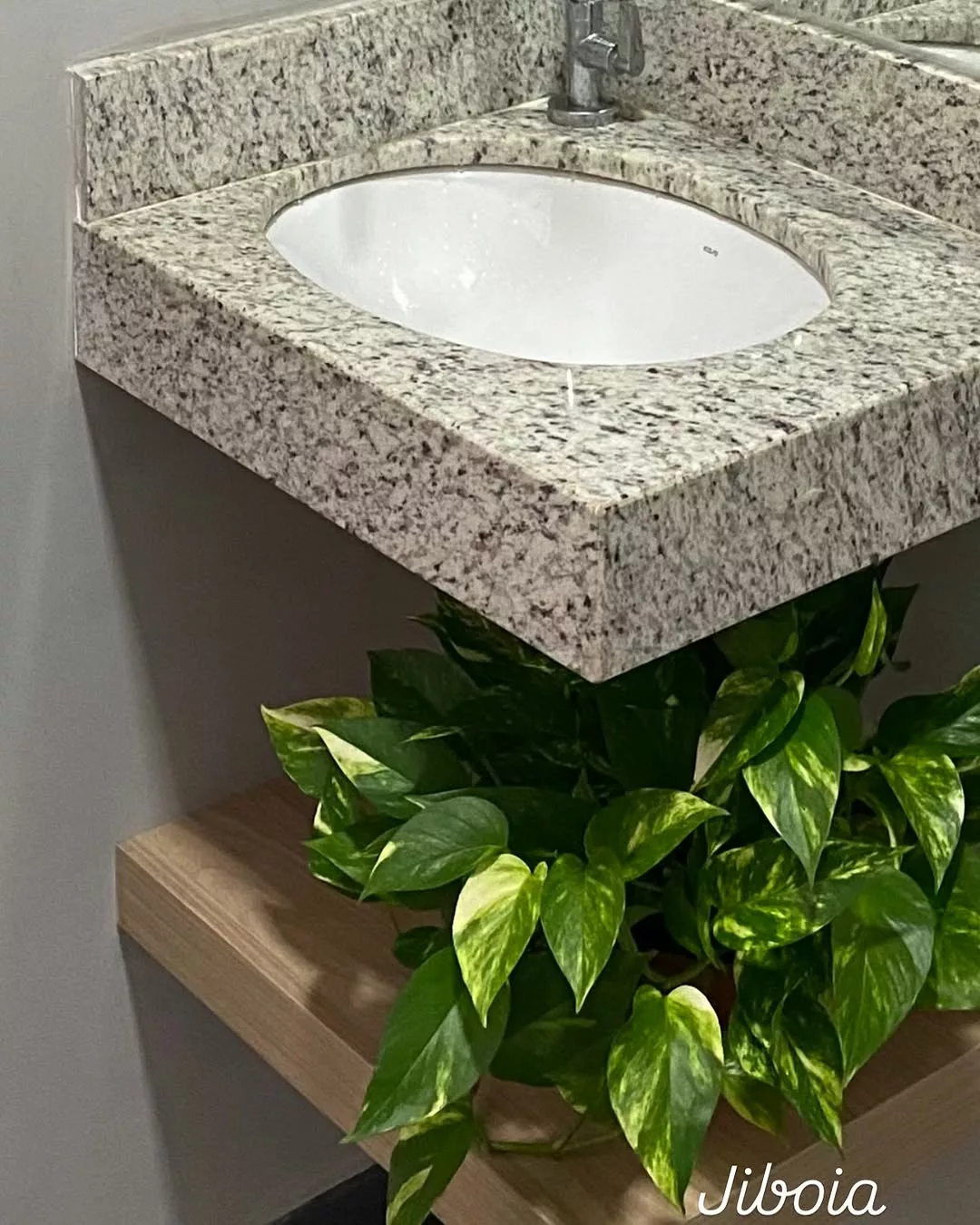 como fazer a jiboia crescer mais rápido no banheiro