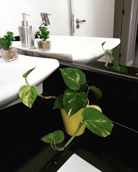 erros comuns ao colocar jiboia no banheiro