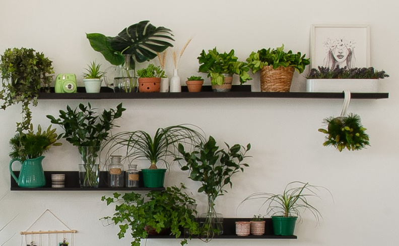 quanto custa uma planta jiboia para o banheiro