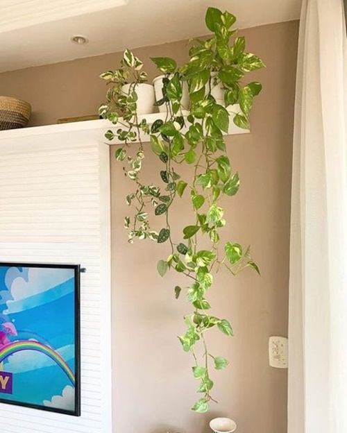 jiboia vs samambaia no banheiro qual escolher