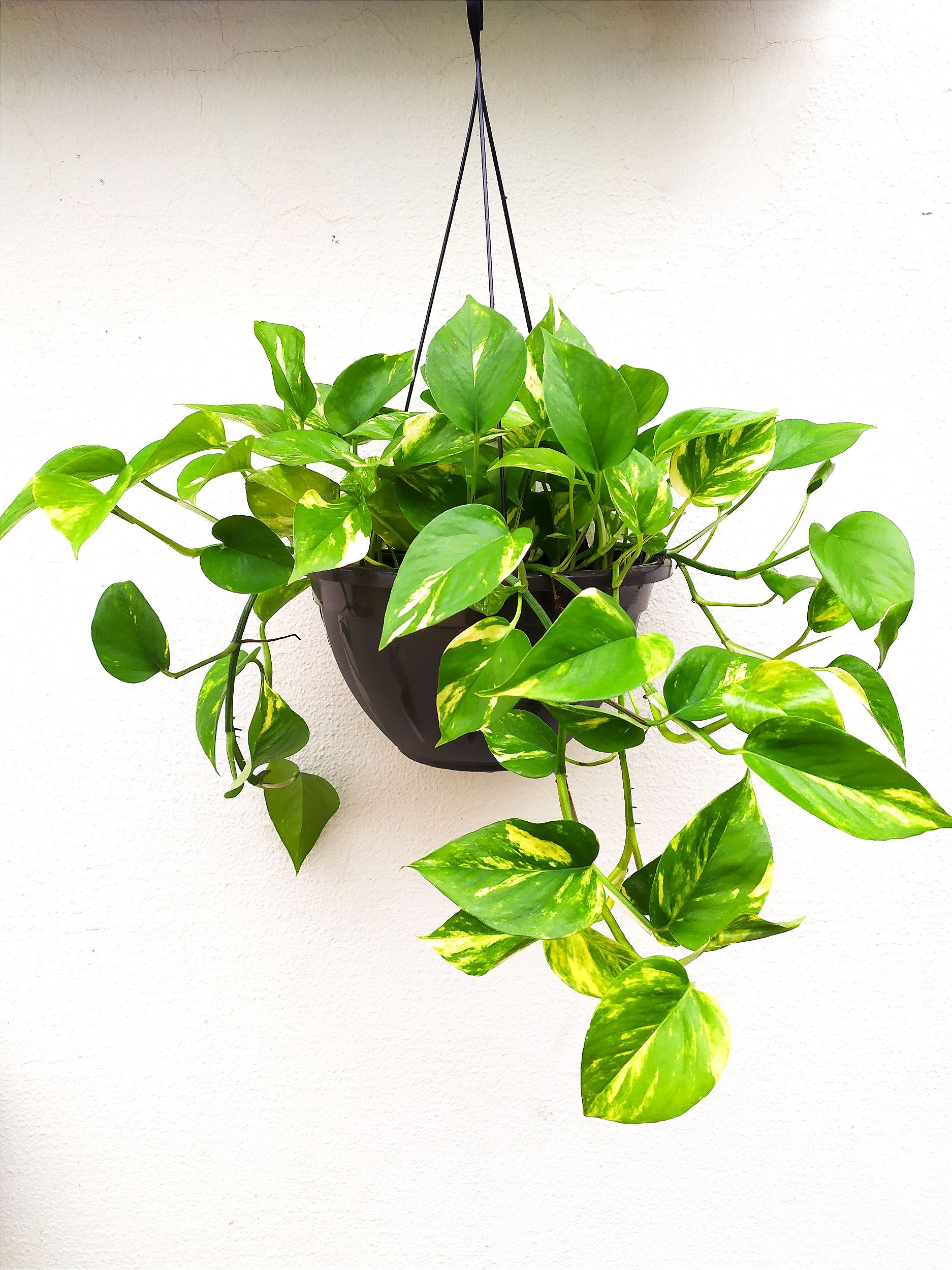 Jiboia com folhas grandes