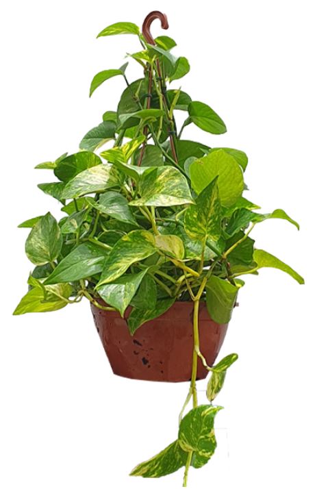 Jiboia Branca (Marble Queen)