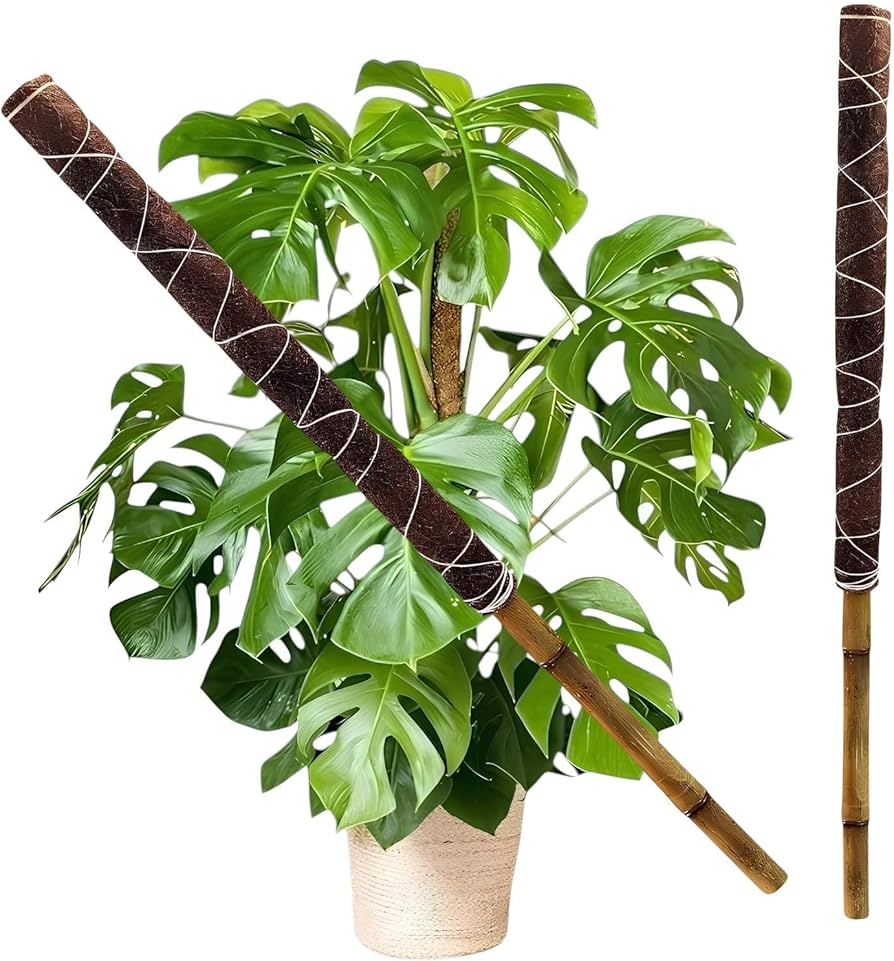 Planta trepadeira de interior