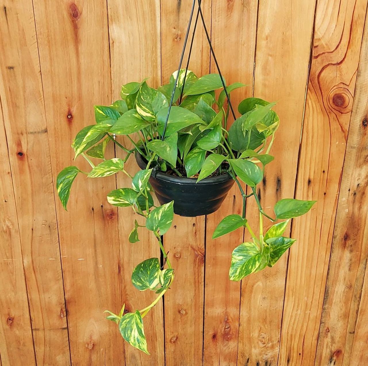 Planta pendente de interior