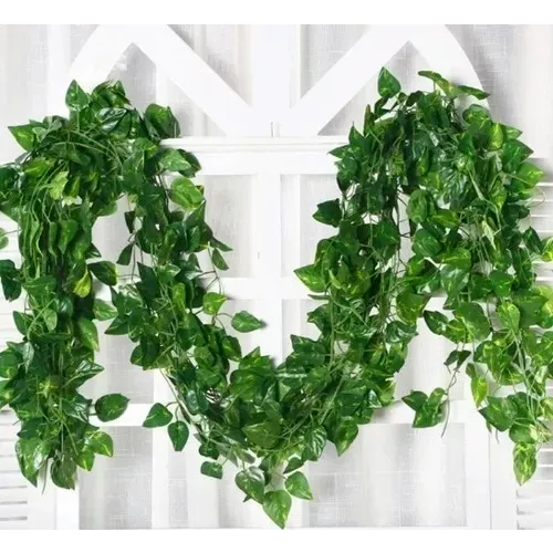 Como cuidar de jiboia