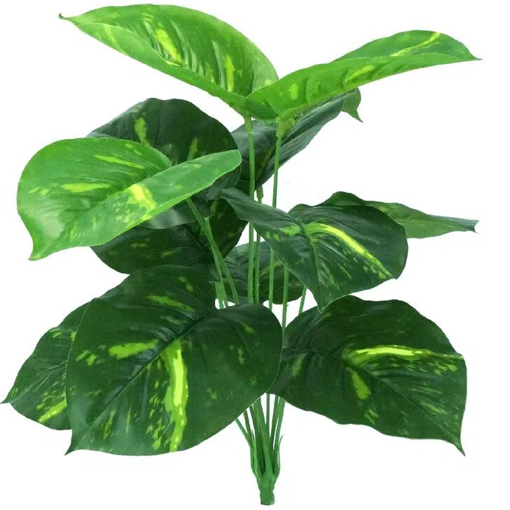 Epipremnum aureum