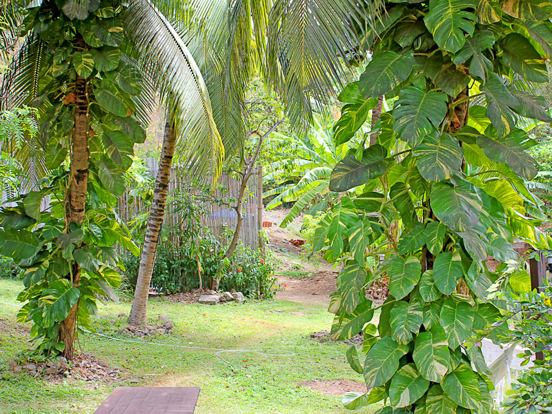 Planta trepadeira de interior