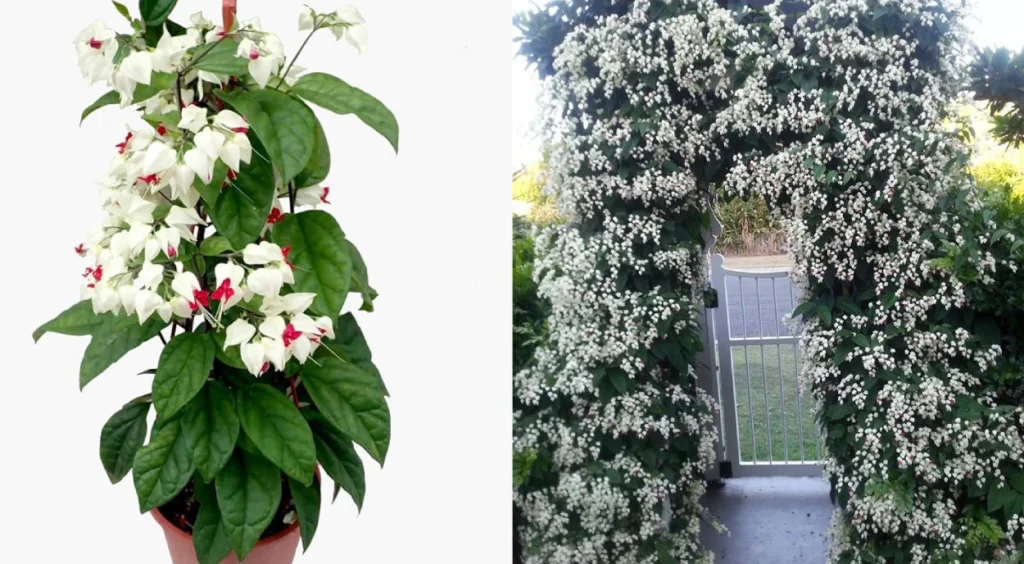 melhores dicas para florescer a planta lágrima de cristo