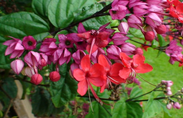 erros comuns ao cuidar da trepadeira lágrima de cristo