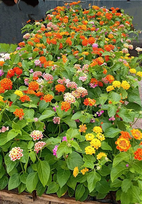 como plantar lantana