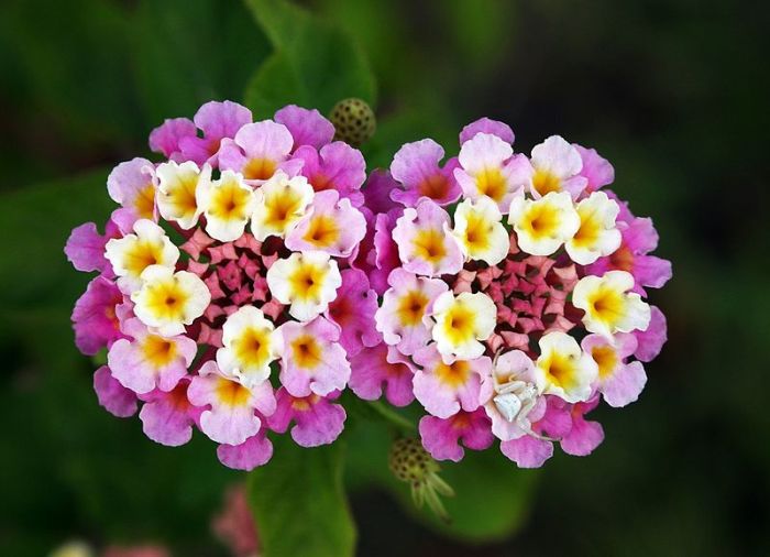 cuidados com lantana
