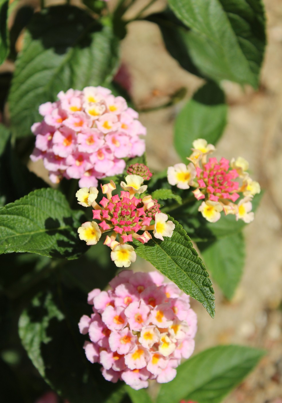 lantana arbusto