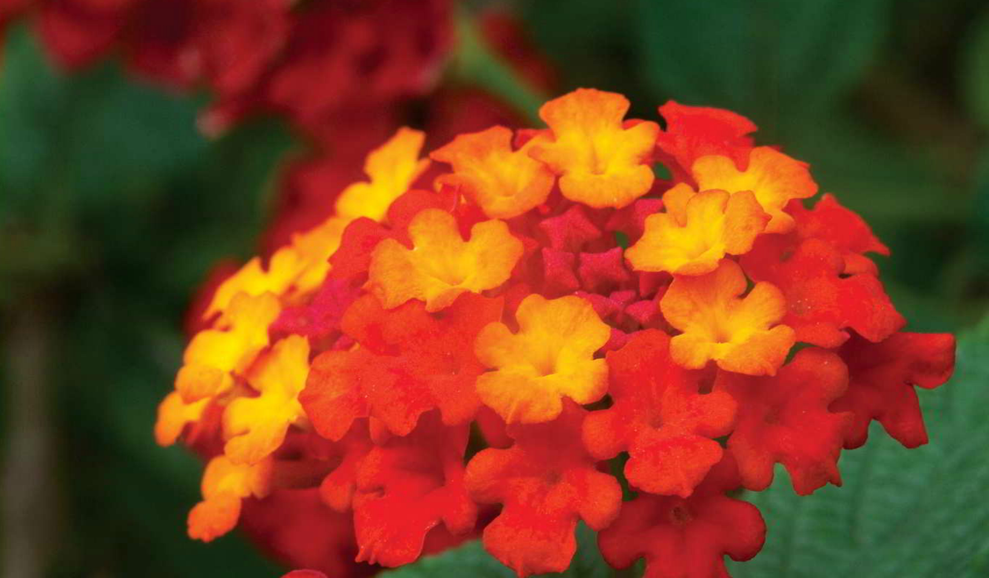 lantana cerca viva