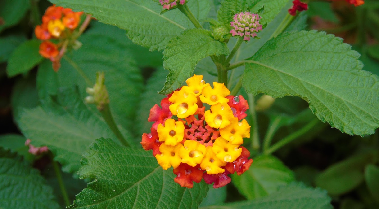 lantana bordadura