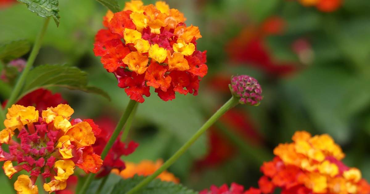 lantana sol pleno