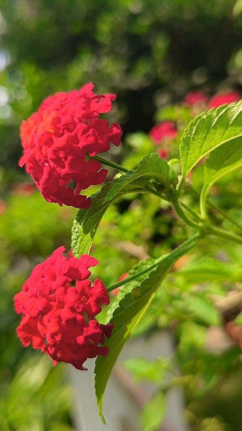 solo para lantana