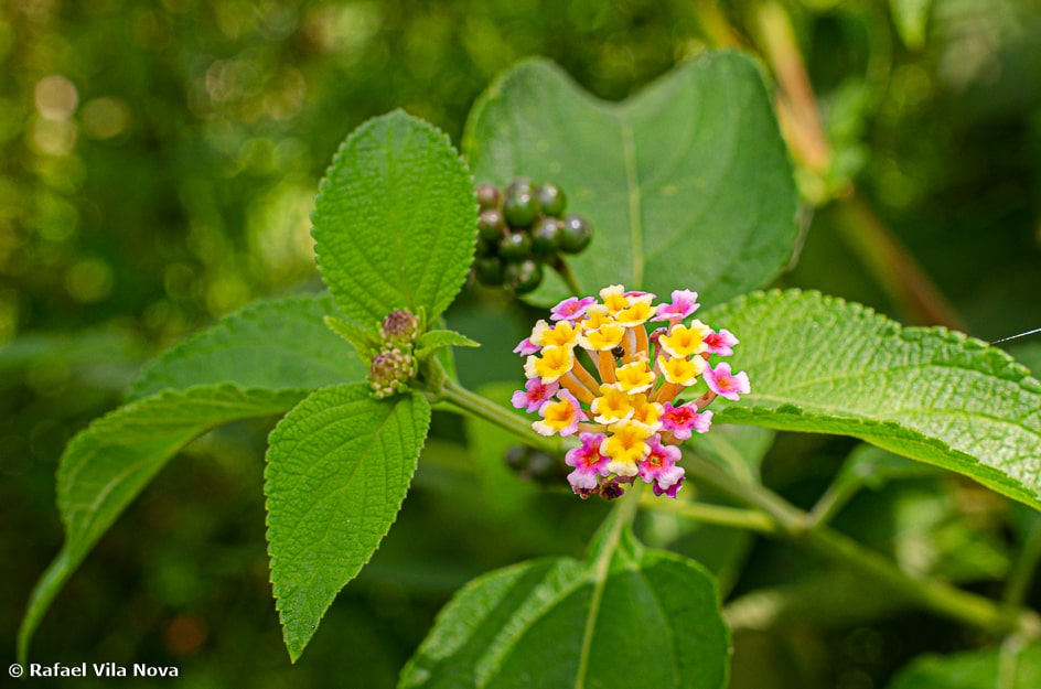 poda lantana