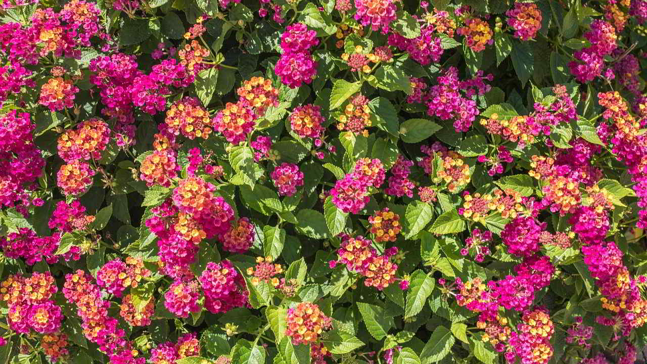 lantana camara toxicidade