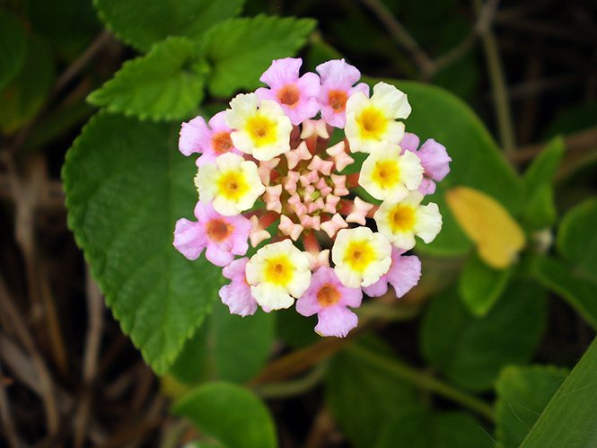 melhor época para plantar lantana