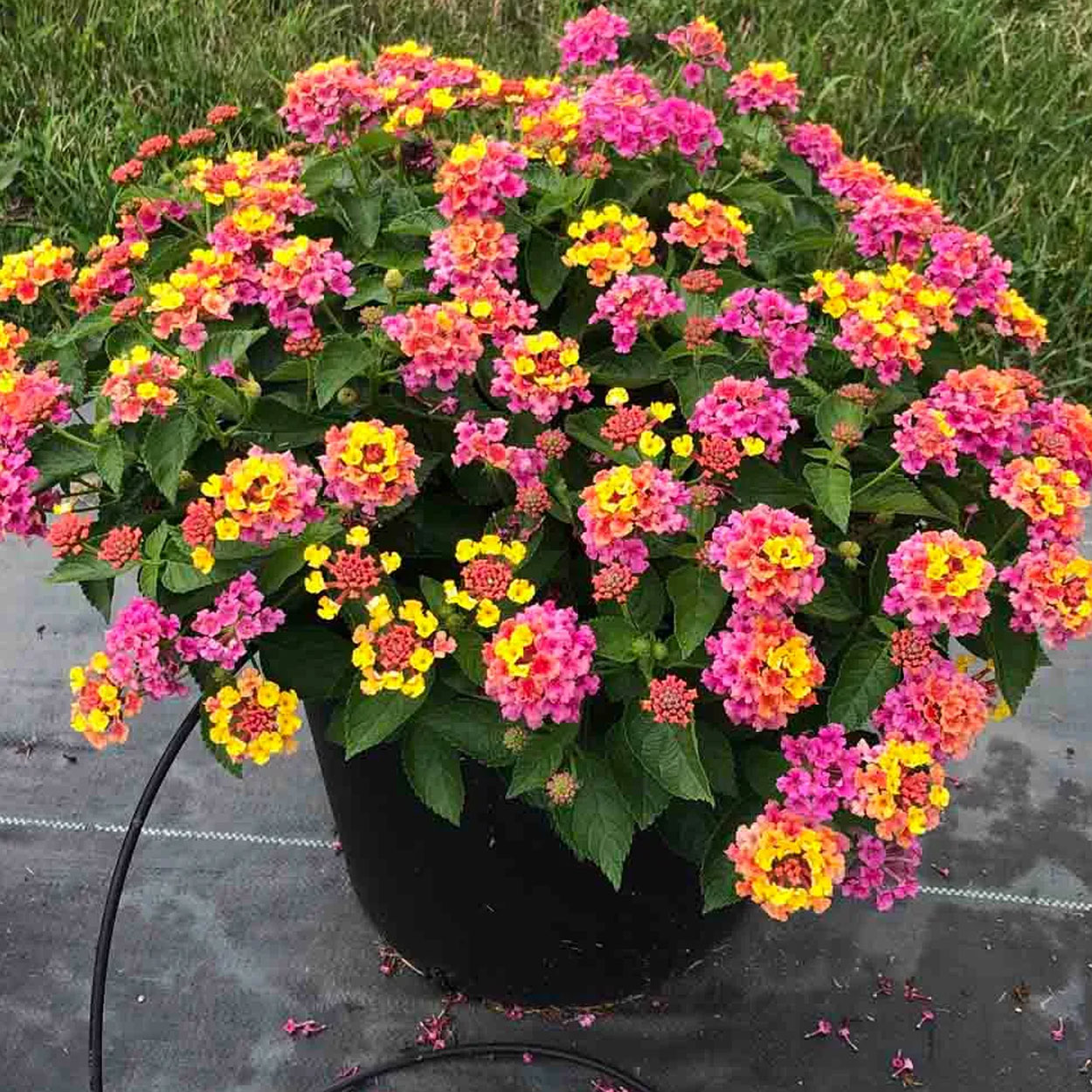 doenças da lantana