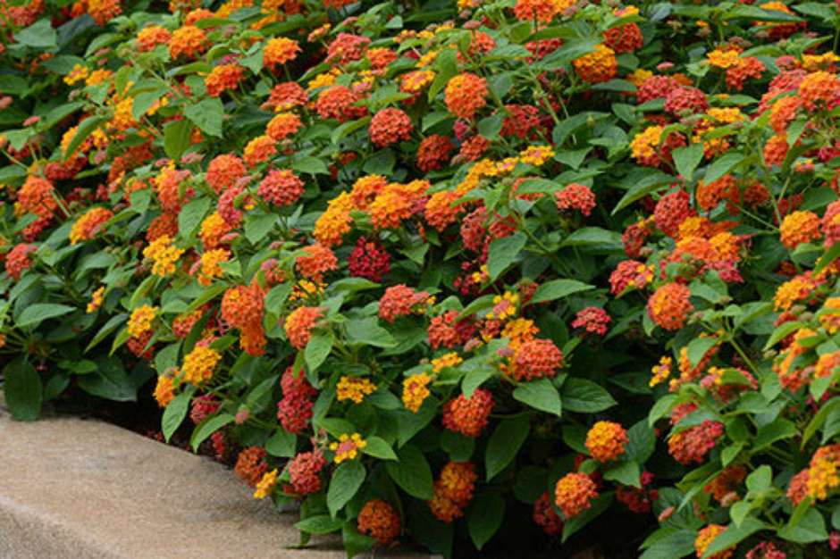 lantana para jardim