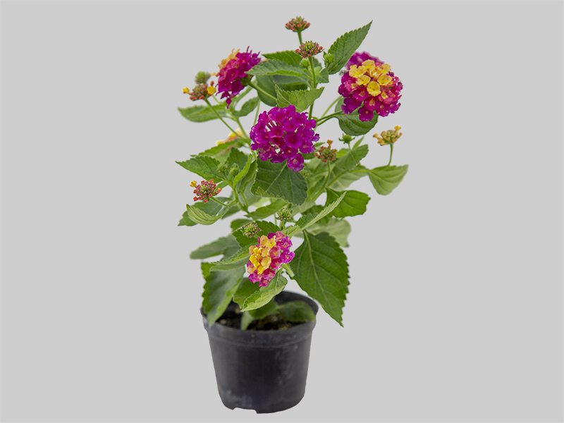 flores de lantana