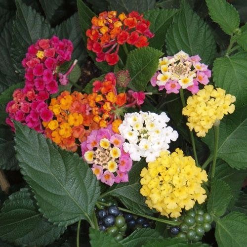 lantana cores