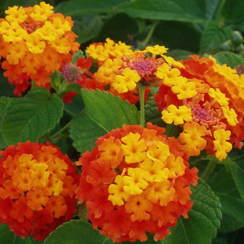 lantana resistente seca