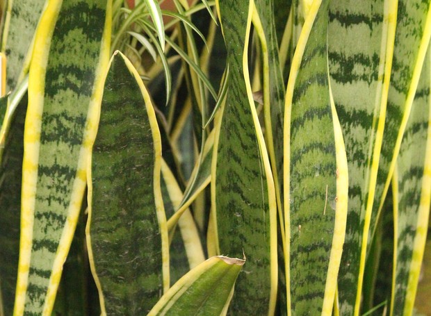 Dracaena trifasciata borda amarela