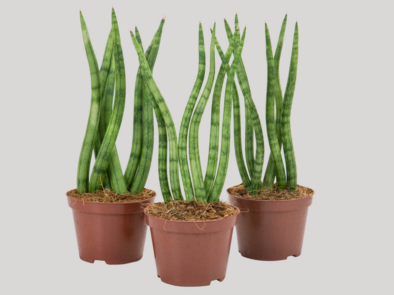Sansevieria trifasciata purifica ar