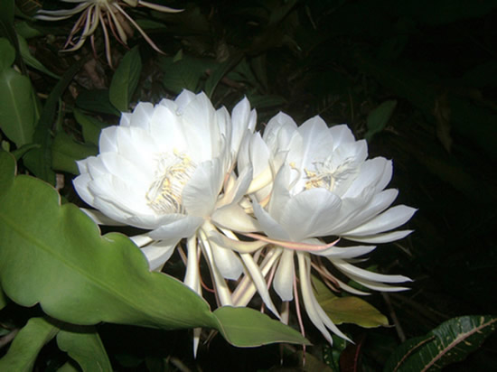 valor plantas raras