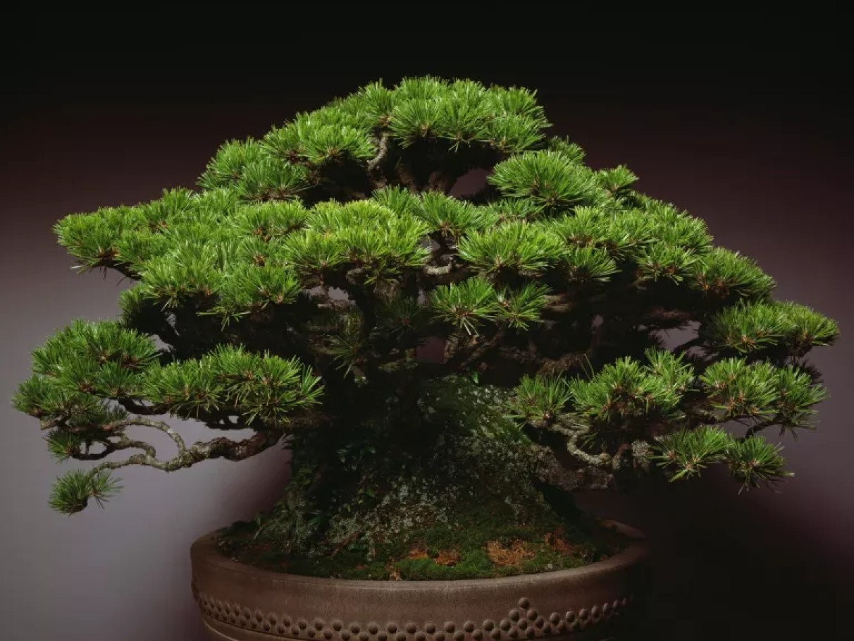 comprar plantas de luxo