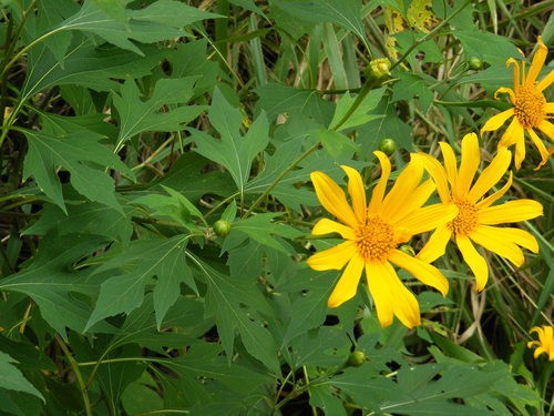 plantas com flores amarelas parecidas com girassol