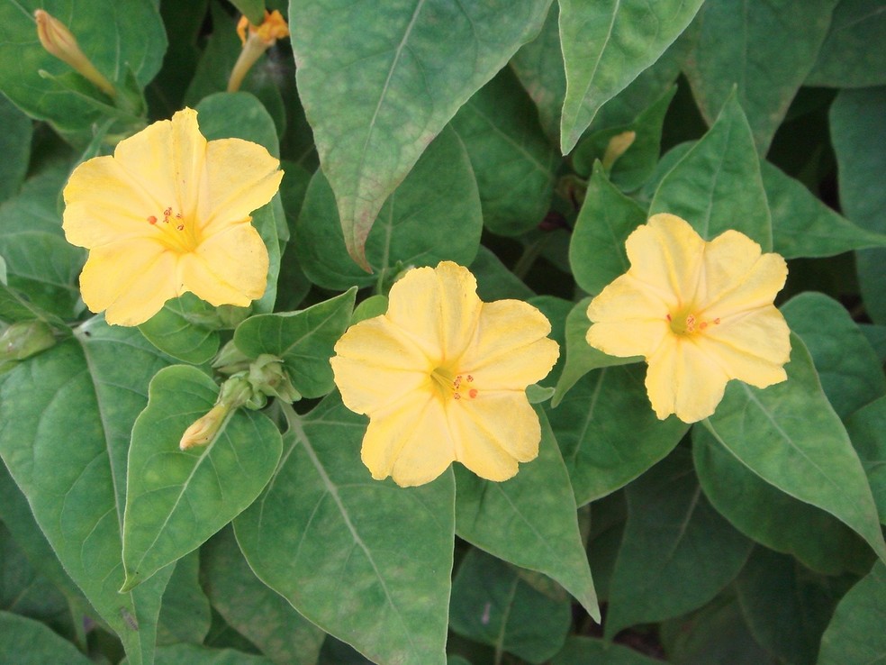 mirabilis jalapa cuidados