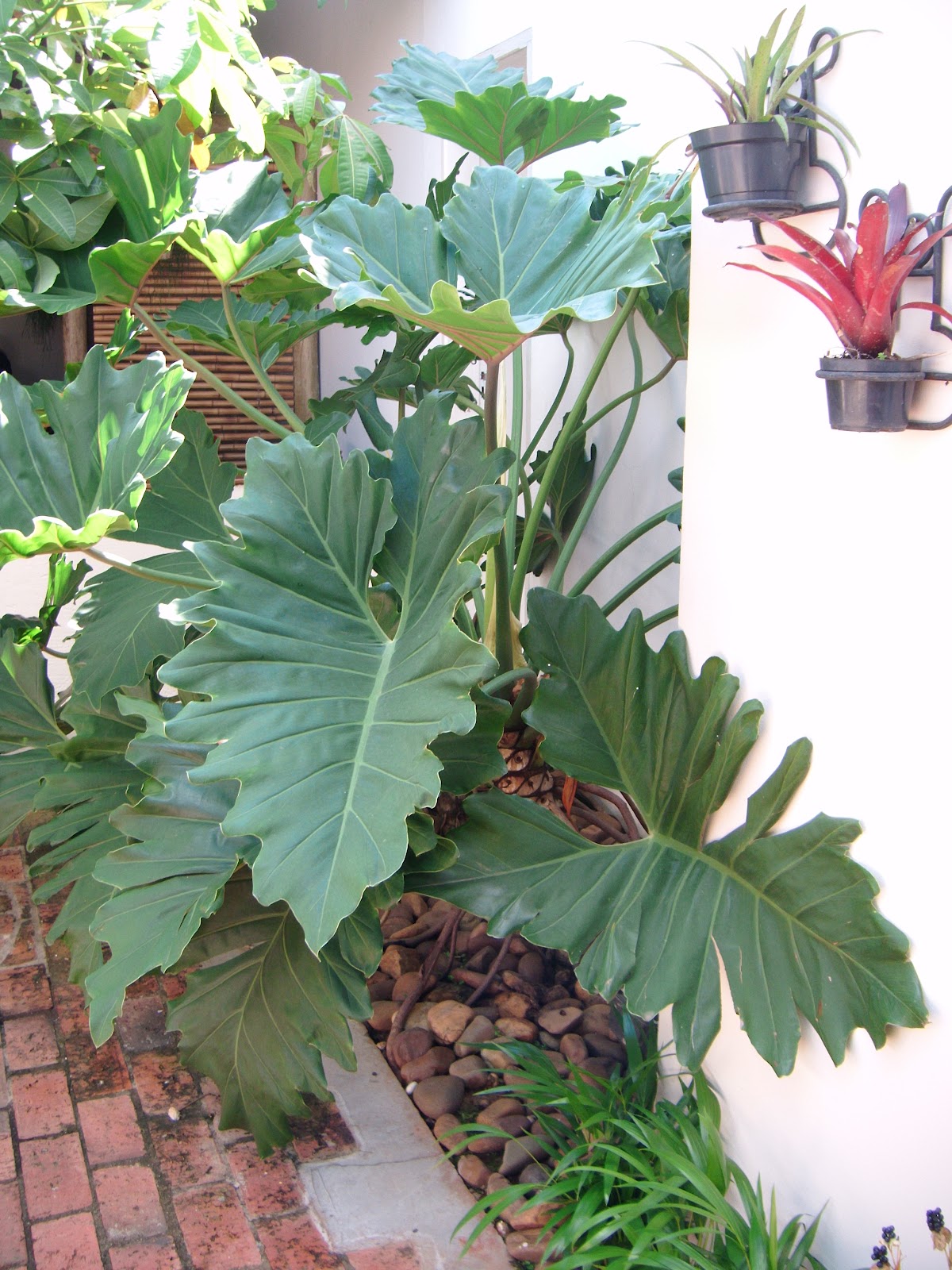 plantas de interior meia sombra